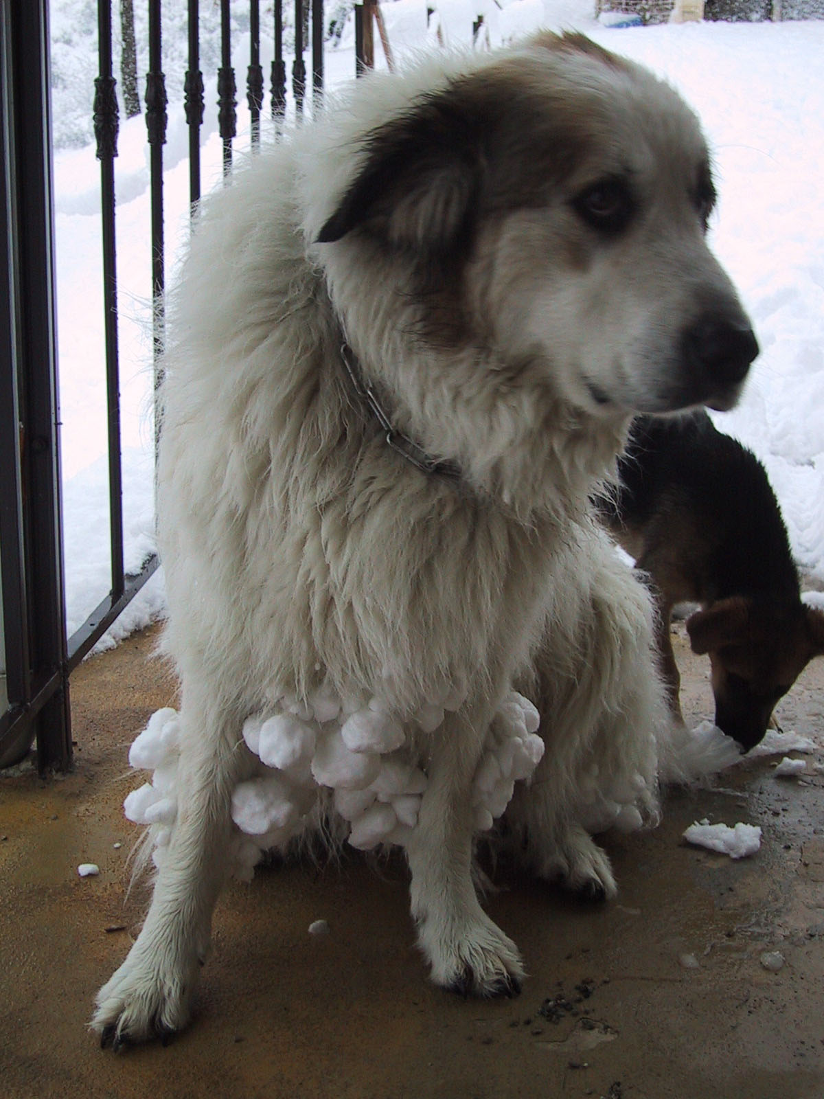 Scheiss Schnee.jpg (1200 x 1600)